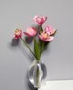 Tulipanes, rosa, Pink Vision