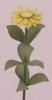 Kit floral aster