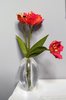 Tulipanes, rojo, Seadov